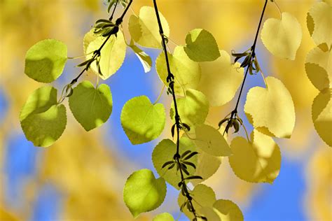How To Grow And Care For Katsura Trees