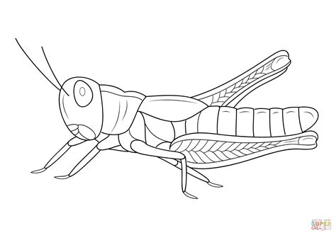 Best Ideas For Coloring Grasshopper Coloring Sheet