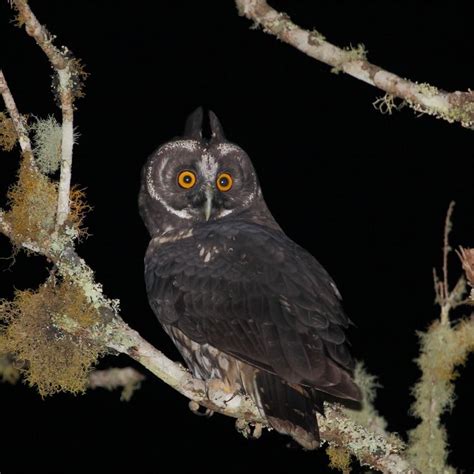 10 Incredible Details Surrounding The Stygian Owl The Devils Owl