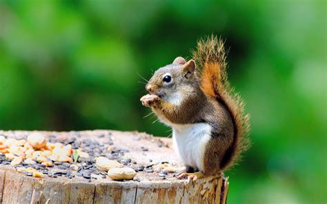 Animal Close Up Cute Squirrel Hd Wallpapers 3