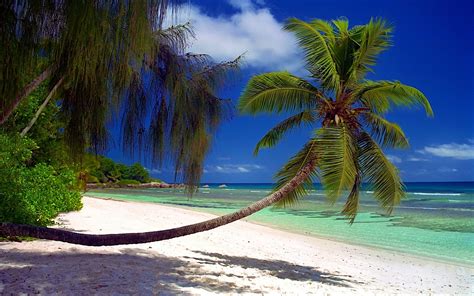 Nature Landscape Beach Palm Trees Sea Shrubs Sand Island Tropical Seychelles Shadow