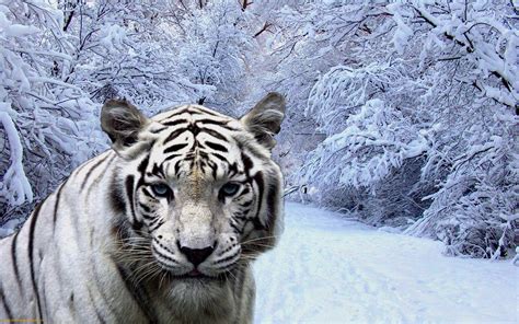 White Tiger In Snow Wallpaper Animals Wallpaper Better