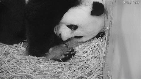 Top 10 Giant Panda Cub Cam Moments At The Smithsonian Smithsonian