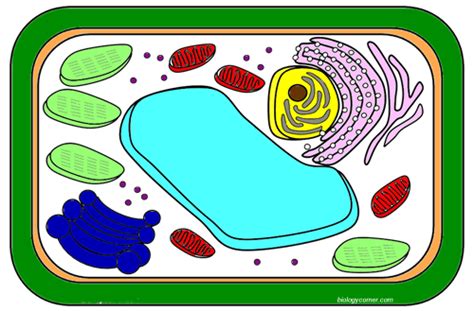 Color each part of the cell its designated color. cell | | The Biology Corner