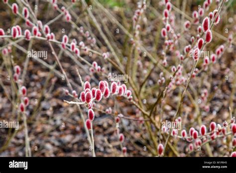 Red To Pink Catkins Of Willow Salix Gracilistyla Mount Aso Japanese