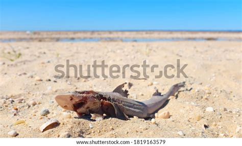 Dead Baby Shark On Sandy Beach Stock Photo 1819163579 Shutterstock