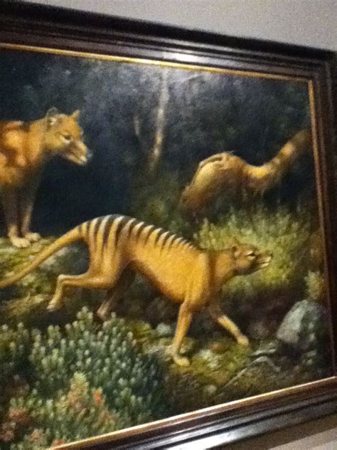 The Tasmanian Museum Part 34 Thylacine Painting By Howlinghill On