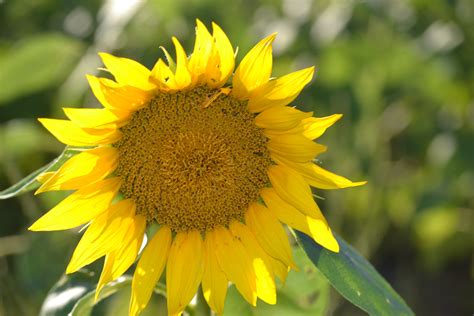 1366x768 Wallpaper Yellow Sunflower Peakpx