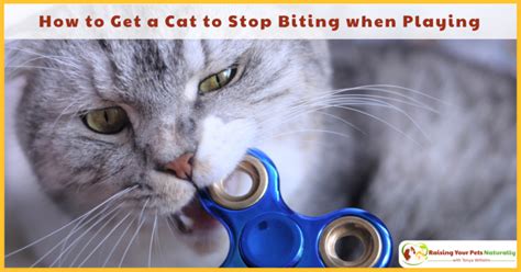 Why Does my Cat Bite Me During Play? | How to Get a Cat to ...