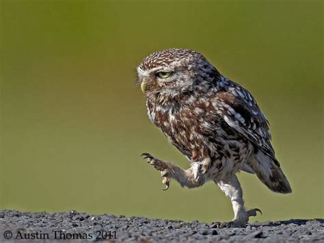 Walking Owls Is The Funniest Thing Ever Owl Legs Owl Pet Birds