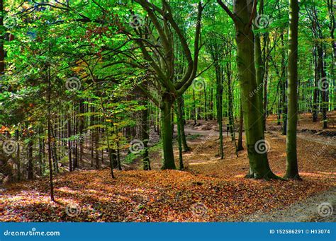 Beech Trees Forest At Autumn Fall Daylight Stock Image Image Of