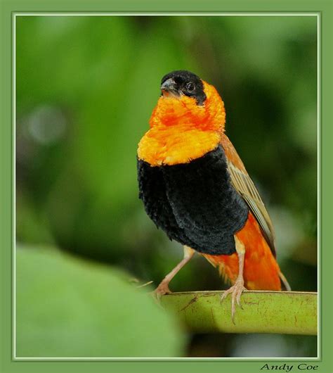 Orange And Black Bird Orange Bishop Flickr Photo Sharing