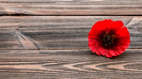 Virtual Backgrounds For Remembrance Day Poppy Teams Backgrounds