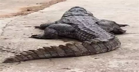 14 Ft Alligator Caught With Human Body In The Us State Of Florida