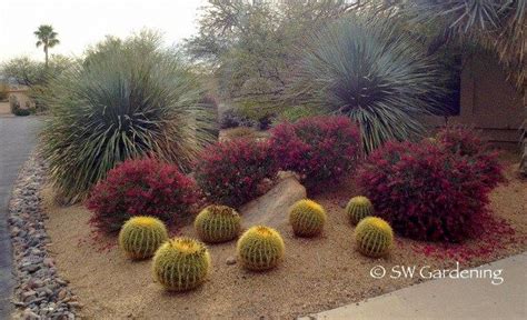 5 Plants For Winter Color In Desert Gardens Desert Landscaping