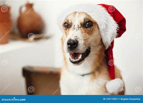 Merry Christmas Concept Cute Dog In Santa Hat With Adorable Eye Stock