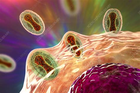Monkeypox Viruses Infecting Human Cell Illustration Stock Image