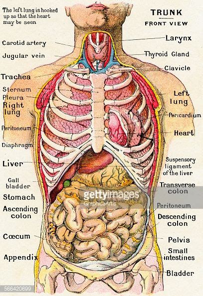 Muscles originate from the sternum, including those that move the neck, head, and arms. vintage-anatomical-study-of-the-human-torso-frontal-view ...