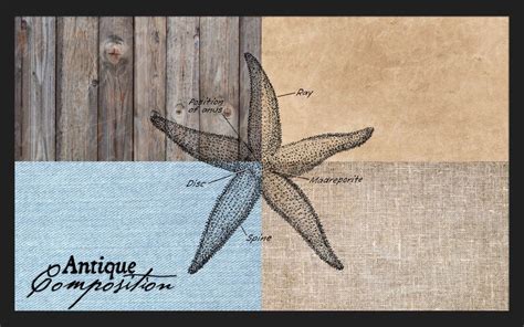 Starfish Clip Art Vintage Starfish Printable Star Fish Etsy Canada