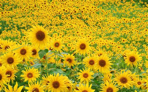 Sunflower Wallpapers Photos And Desktop Backgrounds Up To