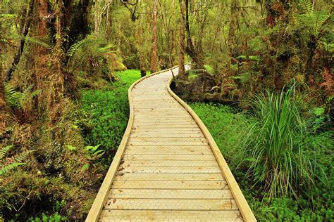 Wooden Planks Path Through Forest By Raimund Linke