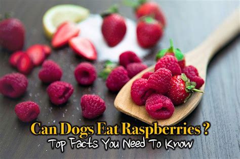 Yes, parrots do like raspberries, and many birds will eat them in the wild. Can Dogs Eat Raspberries? Top Facts You Need To Know - ThinkOfPuppy