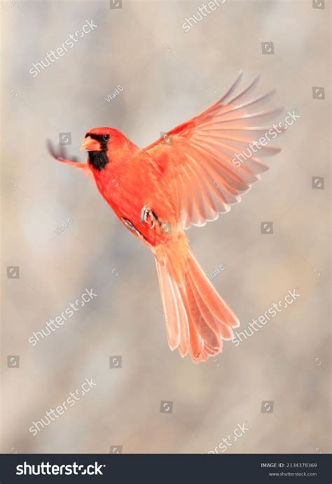 787 Northern Cardinal Fly Stock Photos Images And Photography Shutterstock