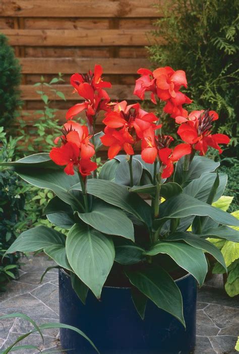 Toucan Rose Canna Lily Canna Generalis Container Flowers Canna