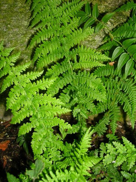 Fotos De Helechos Silvestres En Río Dryopteris Osmunda Regalis