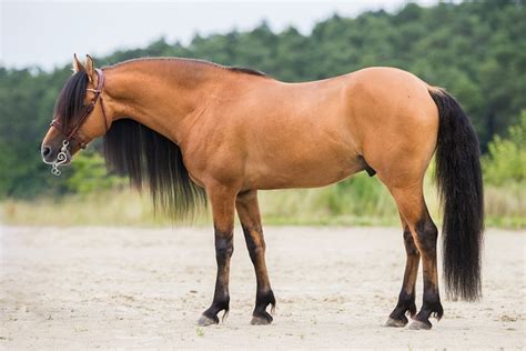 Maybe you would like to learn more about one of these? BBM Tumbleweed | Glorious Mustang Ranch
