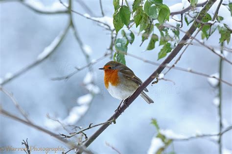 Robin In Snow Photo Wp37458
