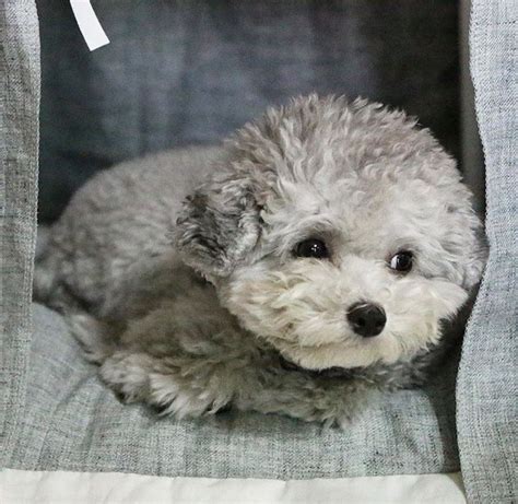 Like, comment & subscribe if you love this transformation.for more videos visit. Silver toy poodle | Cute baby puppies, Poodle puppy, Cute dogs