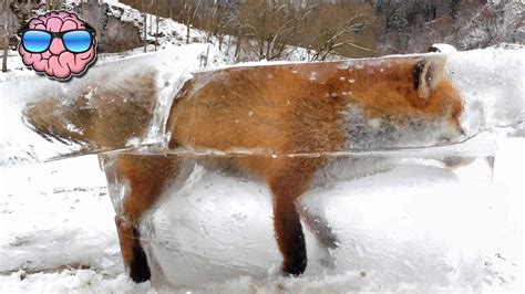 Top 10 Animals Found Frozen In Ice Youtube