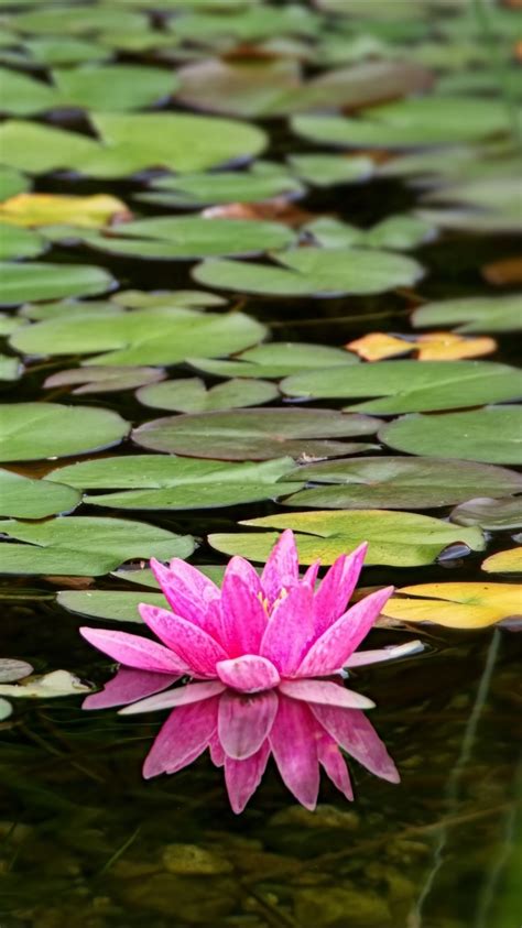 Water Lily Flower Petals Pink Green Leaves Pond 4k Hd Flowers