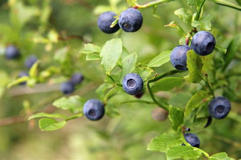 They are classified in the section cyanococcus within the genus vaccinium. Blueberry Fertilizer: How To Fertilize Blueberries