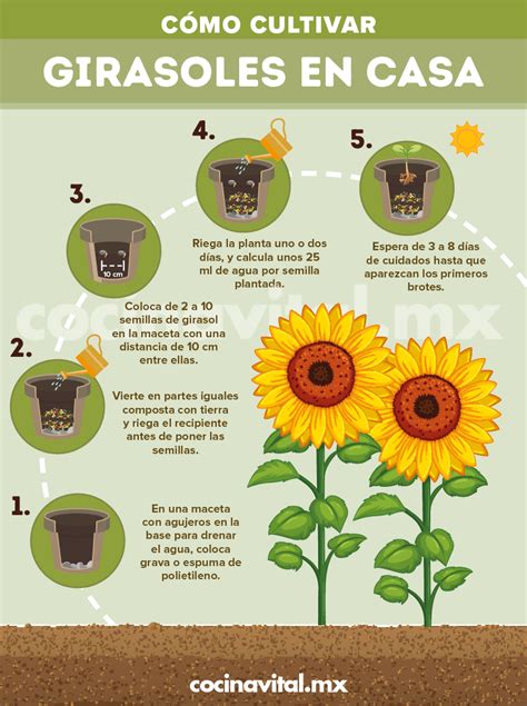 Los Girasoles Son Las Plantas Más Hermosas Y Extraordinarias Que