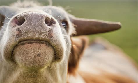 Close Up Of Cow Nose Photograph By Verity E Milligan Fine Art America