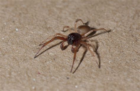 Small Brown And Black Spider Wolf Spider