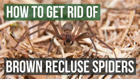 How To Get Rid Of Brown Recluse Spiders 4 Easy Steps Youtube