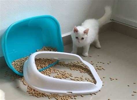 Why Is My Cat Pooping Outside The Litter Box What To Do About It Meow101