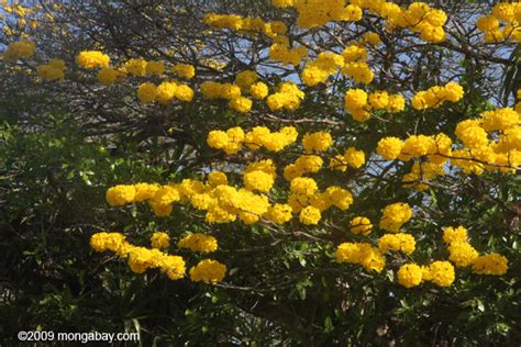 Striking Yellow Flowers Of The Corteza Amarilla Tabebuia Ochracea In