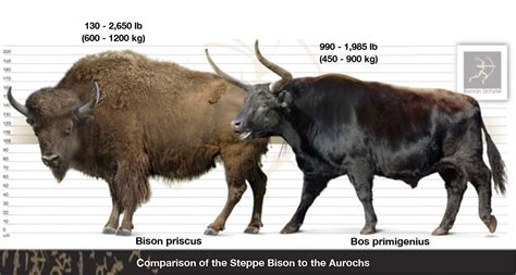 Size Comparison Of Two Extinct Species The Steppe Bison To The Aurochs