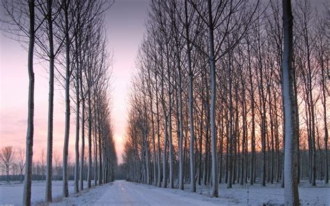 Landscape Winter Snow Trees Sunset Wallpapers Hd