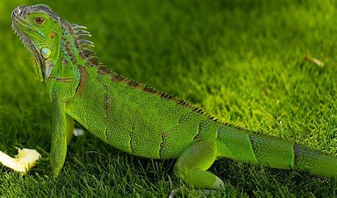 where do green iguanas live worldatlas