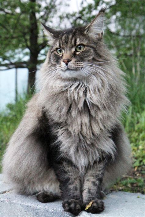 They are known as cold climate felines because of their fluffy coats. 901 best MAINE COON & NORWEGIAN FOREST CATS & KITTENS ...