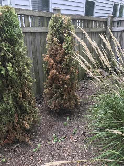 Emerald Green Arborvitae Dying In The Ask A Question Forum