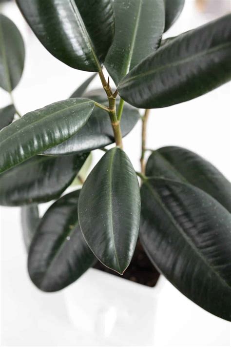 How To Care For Rubber Tree Plants Paisley Plants