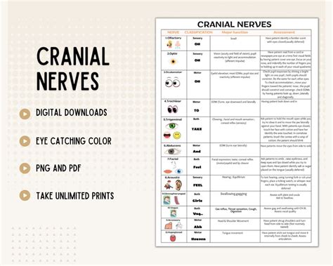 Cranial Nerves Cranial Nerves Sheet 12 Cranial Nerves Nursing Cheat