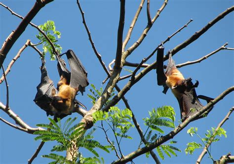 Indian Flying Fox Pteropus Giganteus Image Only