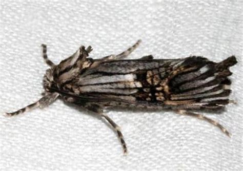 Giant wood moth — endoxyla cinereus — 31.2 g lord howe island stick insect — dryococelus australis — 25 g Imagoes of Australian COSSIDAE